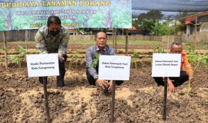 Dispertan Kabupaten Tangerang Kembangkan Tanaman Porang Dispertan Kabupaten Tangerang Kembangkan Tanaman Porang