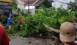Tertimpa Pohon Tumbang, Seorang Pengendara Motor di Kabupaten Bandung Tewas TUMBANG: Pohon tumbang di Kabupaten Bandung hantam pengendara motor.