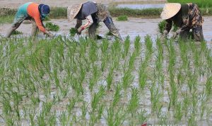 upah minimal buruh tani tertinggi terendah nominal