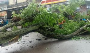 Pohon tumbang di Dusun Pendeuy, Desa Tanjunglaya, Kecamatan Cikancung, Kabupaten Bandung, Senin (1/11).