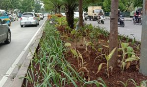 Tanaman di Sepanjang Jalan Ibrahim Adjie Tampak Layu dan Mati, Begini Kata DPKP3 Kota Bandung