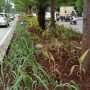 Tanaman di Sepanjang Jalan Ibrahim Adjie Tampak Layu dan Mati, Begini Kata DPKP3 Kota Bandung