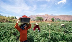 BRI Pegang 67.4% Pangsa Pasar Kredit UMKM Nasional