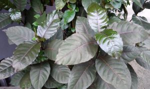 Atasi Nyeri Wasir Dengan Daun Handeleum, Begini Caranya daun handeleum
