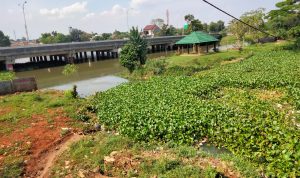 DPUPR Depok Fokus Angkat Gulma di Situ Pengarengan Penampakan gulma di Situ Pengarengan, Sukmajaya (Haris Samsuddin/Jabar Ekspres)