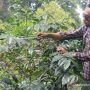 kopi robusta bogor jawa barat jabar produsen