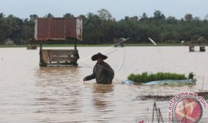 Terendam Banjir, 462 Hektare Sawah di Aceh Terancam Gagal Panen Dokumentasi - Petani menyelamatkan benih padi yang hanyut terbawa banjir di area persawahan Desa Alue Cek Doi, Kecamatan Julok, Aceh Timur. ANTARA FOTO/Syifa Yulinnas