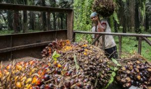 Beri Nilai Tambah, Kemendag Dukung Ekspor Cangkang Sawit ke Jepang BUAH KELAPA SAWIT: Pekerja menyusun tandan buah segar (TBS) kelapa sawit di kawasan Candali Bogor, Jawa Barat. Cangkang sawit yang sebelumnya sebagai limbah, kini diolah dan bisa diekspor ke Jepang sehingga bisa memberikan nilai tambah bagi pea i sawit. Foto: Dery Ridwansah/ JawaPos.com