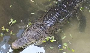 buaya