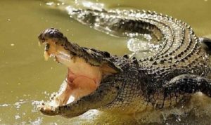 Sungai Meluap, Buaya Muncul Di Pemukiman Warga Di Bekasi buaya