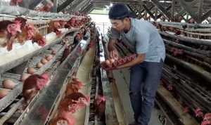 Peternak Senang Harga Telur Naik Menjelang Tahun Baru harga telur