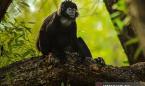 Lutung Jawa di tengah pohon mangrove Desa Pantai Bahagia, Kecamatan Muaragembong, Kabupaten Bekasi, Jawa Barat. ANTARA/Pradita Kurniawan Syah