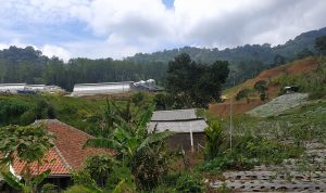 DPP PMPR Menduga Ada Pelanggaran Alih Fungsi Lahan Sehingga Menyebabkan Banjir Bandang Garut Areal petanian yang diduga melakukan alih fungsi lahan untuk pertanian tanaman kentang dan jagung