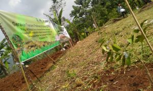 Atasi Lahan Kritis di Jawa Barat, BI Ingin Kembangkan Agroforestri.