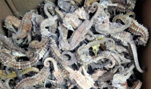 Komoditas selundupan kuda laut kering. ANTARA/HO-KKP