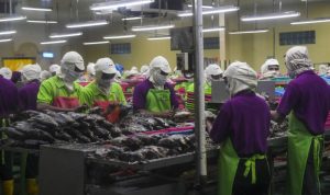 Ilustrasi - Pekerja memisahkan daging ikan tuna saat proses pengolahan ikan di Industri Pengolahan Ikan Tuna di Pelabuhan Perikanan Samudera Nizam Zachman, Muara Baru, Jakarta, Senin (28/10/2019). ANTARA FOTO/Galih Pradipta/foc. (ANTARA FOTO/GALIH PRADIPTA)