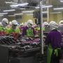 Ilustrasi - Pekerja memisahkan daging ikan tuna saat proses pengolahan ikan di Industri Pengolahan Ikan Tuna di Pelabuhan Perikanan Samudera Nizam Zachman, Muara Baru, Jakarta, Senin (28/10/2019). ANTARA FOTO/Galih Pradipta/foc. (ANTARA FOTO/GALIH PRADIPTA)