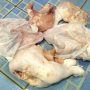 Salah satu bukti, Daging ayam yang diberikan dari program BPNT mengeluarkan bau busuk dan tidak layak dikonsumsi