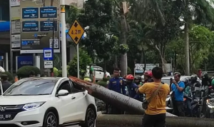 Pengendara Motor Tewas Tertimpa Pohon Palem, Satu Mobil Rusak Pengendara Motor Tewas Tertimpa Pohon Palem, Satu Mobil Rusak