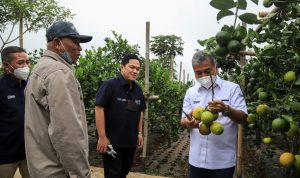 Kunjungi Petani Jeruk, Menteri BUMN Erick Thohir Apresiasi Klaster Pertanian Binaan BRI pertanian bri