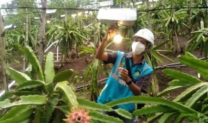 PLN Gagas Electrifying Agriculture, 8.592 Pelanggan di Jabar Berpartisipasi Petugas PLN melakukan perawatan listrik di Kebun Naga Purnama, Kampung Jamban Sari, Kecamatan Bayongbong, Kabupaten Garut, Kamis (9/12). Foto: Yuga Hassani