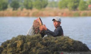Olahan Rumput Laut di Karawang Kini Kebanjiran Pesanan Ilustrasi - Warfa memanen rumput laut. (ANTARA FOTO/Dedhez Anggara)