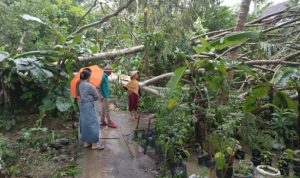29 Rumah Rusak Digulung Angin Puting Beliung di Ciamis Akibat angin puting beliung pohon tumbang menutupi jalan lingkungan di Kabupaten Ciamis. istimewa