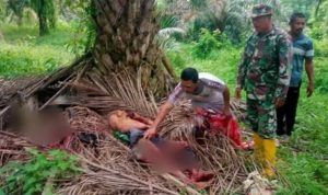 Jasad kakek Taat ditemukan di perkebunan kelapa sawit sudah tak bernyawa dengan kondisi penuh luka dan mengenaskan.