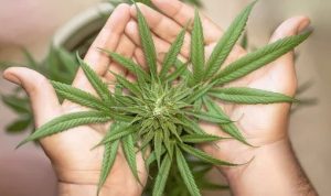 Ilustrasi daun ganja yang ternyata memiliki khasiat untuk medis. foto. pixabay