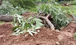 BBWS Cabut 44 Pohon yang ada di Bantaran Sungai Citarum tepatnya dekat kolam retensi Cieunteng
