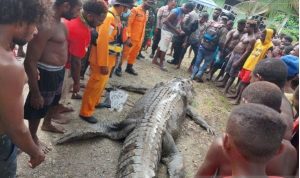 Ngeri, Potongan Tubuh Manusia Ditemukan di Dalam Perut Buaya Raksasa Buaya Raksasa yang memangsa Damianus Yauta setelah dievakuasi warga dari sungai