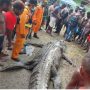 Buaya Raksasa yang memangsa Damianus Yauta setelah dievakuasi warga dari sungai