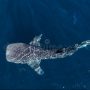 Hiu Bentang atau Hiu Tutul yang sering ditemukan di perairan samudra Indonesia