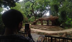 LIBURAN: Salah satu pengunjung memotret singa dan anaknya yang baru lahir, Kebun Binatang Bandung, Jalan Tamansari No 17, Minggu (2/1). (Yuga Hassani/ Jabar Ekspres)