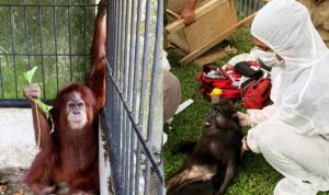 Satwa Dilindungi Ditemukan di Rumah Pribadi Bupati Langkat Nonaktif Orang utan dan monyet hitam dua dari beberapa satwa lindungi yang disita dari rumah Bupati Langkat Nonaktif. (BKSDA Sumut)