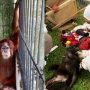 Orang utan dan monyet hitam dua dari beberapa satwa lindungi yang disita dari rumah Bupati Langkat Nonaktif. (BKSDA Sumut)
