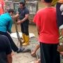 Ular sepanjang 5 meter ditangkap tim penanggulangan bencana Jatinangor