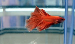 Ikan hias cupang.