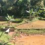 Warga Desa Cilayung Keluhkan Lahan Sawah yang Gagal Total Akibat Banjir, Ini Kata Kades