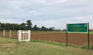 Lahan milik Kementerian Pertanian (Kementan) RI di Cipayung. (Istimewa)