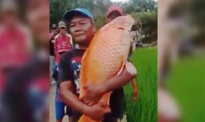 Ikan Mas Raksasa Berat 15 Kg Buat Geger Warga di Situ Hiyang Cikamunding Ikan mas raksasa ditemukan warga di Situ Hiyang Cikamunding. (Foto: Istimewa/radar cirebon)