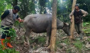 salah seekor kerbau yang mengalami sakit dan akan di jual warga meski harganya anjog dari biasanya.