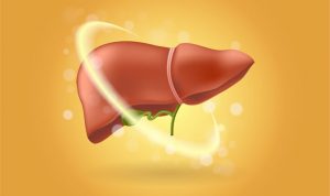 Ilustrasi liver atau hati. (Freepik)