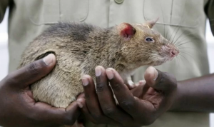 Tikus Magawa, Pendeteksi Ranjau di Kamboja Mati pada Usia 8 Tahun