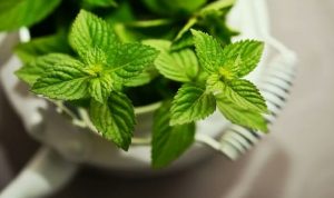 Manfaat Daun Mint yang Jarang Diketahui