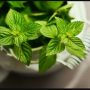 Manfaat Daun Mint yang Jarang Diketahui