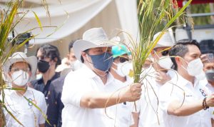 Menko Airlangga Hartarto melakukan panen perdana budidaya PAdi Gogo di Provinsi Lampung