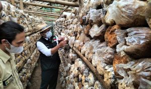 Gubernur Jawa Barat Ridwan Kamil saat meninjau sentra jamur tiram yang dikembangkan di Kantor Cabang Dinas Kehutanan Wilayah III Sukabumi, Kamis (10/2/2022).