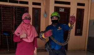 Ular Sanca yang berhasil diamankan petugas Damkar dan Penyelamatan Kota Depok. (Istimewa)