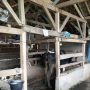 Sapi milik salah seorang warga di Desa Mekarbakti, Kecamatan Pamulihan, Kabupaten Sumedang.